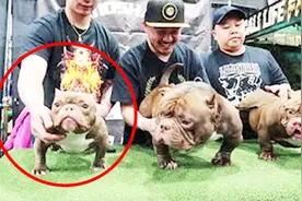 最畸形的恶霸犬比赛，长得还真有趣！视频封面