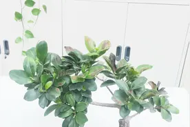 夏季养护人参榕，出现大量叶片焦枯，这样处理后能发出更多新芽视频封面