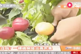 一颗桃树结出两色果，是嫁接结果？果农道出其中秘密视频封面