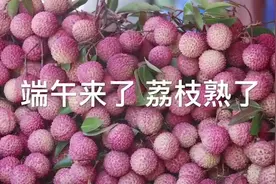 荔枝熟了，来东莞度过最甜蜜的季节！视频封面