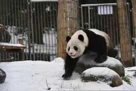 心疼国宝！武汉大熊猫疑被虐待，饲养员已停职……图片
