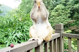 喝饮料，吃杨梅，这只肥猴靠人的施舍日子过得好安逸！视频封面