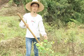 广西农村女孩教你如何给青枣新苗松土施肥，心动不如行动赶紧种棵视频封面