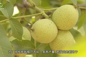 种植了多年的核桃树为什么不结果，卖不下钱？这个问题要清楚视频封面