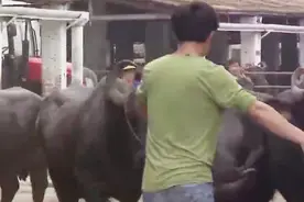 亿元身家他把牛粪当黄金 一头牛净赚六万元视频封面