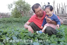 东北农村的小院，爷爷带着孙女摘草莓，这样的乡村生活你会喜欢么视频封面