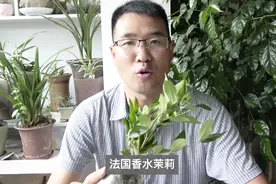阳台养好茉莉花太难？来试试耐贱养的法国香水茉莉！视频封面
