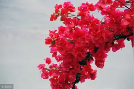 三角梅花后这样剪，轻松开花到十月！图片