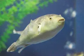 河豚到底是淡水鱼还是海水鱼，答案来了！视频封面