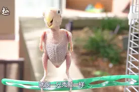 鹦鹉为什么会拔的“光秃秃”的？其中的原因你知道吗？