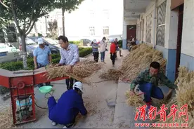合阳县农技中心完成小麦试验示范考种调查总结工作图片