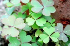 花盆里种点这种野草，能帮花草安全度夏！视频封面