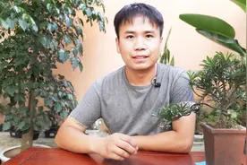 最简单、最有效的方法，解决桂花树、茶花、米兰，黄叶、落叶问题视频封面