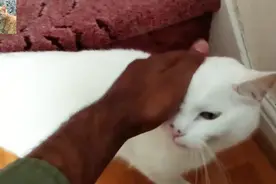 猫咪看见主人回家就叫个不停，就好像在问主人为什么现在才回家