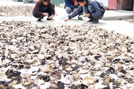 蘑菇干泡半天才能吃？教你一招快速泡开，2分钟就搞定视频封面