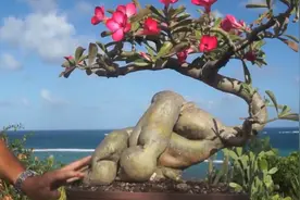 将沙漠玫瑰做成盆景，造型优雅又有花看，比仙人掌还好养视频封面