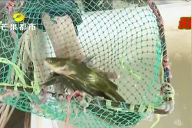老人误买河豚欲炖汤给孙子喝 商贩吓出一身冷汗报警全城急寻视频封面