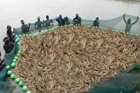 海上捕虾船捕捞的全过程，原来我们吃的大虾是这么打捞的！视频封面