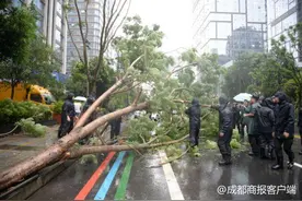 成都天府三街多棵树被吹倒，车辆请绕行图片