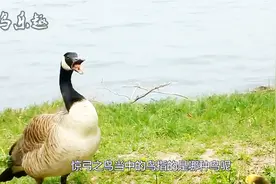 成语“惊弓之鸟”当中的鸟指的是哪种鸟？看完涨知识了视频封面