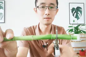 1把剪刀，咔嚓一剪，光秃秃的富贵竹又能长出新叶片视频封面