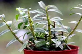 铁皮石斛只要这么养护，枝叶茂盛，花开满枝，开花爆盆！视频封面