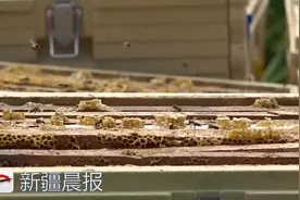 唐布拉，百里画廊里寻找天山黑蜂的“甜蜜”图片