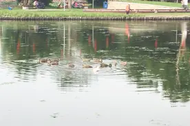 微视频：海口三角池公园竟变成这样……视频封面