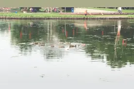 微视频：海口三角池公园竟变成这样……视频封面