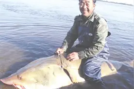 全球最大淡水鱼：重达2000斤，就在黑龙江，被誉为“水中大熊猫”视频封面