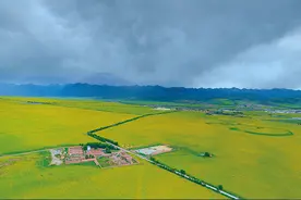 航拍门源：油菜花开正当时视频封面
