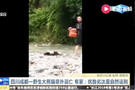 四川成都一野生大熊猫意外溺亡 专家：优胜劣汰是自然法则视频封面