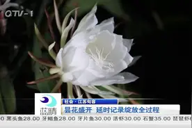 昙花盛开，延时记录绽放全过程视频封面