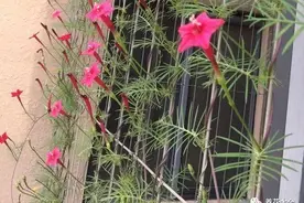 家里阳台小？种上这几种花，长起来可以当窗帘用！图片
