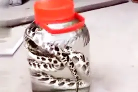 把活着的蛇洗净后浸泡在药酒瓶子，看蛇在药酒中的反应视频封面