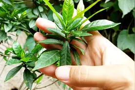 栀子花这样修剪种植，半个月就能长新叶花苞，修剪的枝条还能扦插视频封面