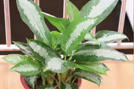万年青叶黄长得慢？浇点这种肥水，叶片翠绿肥厚，长势挡不住