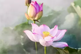 宠辱不惊，闲看庭前花开花落图片