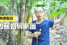专家支招：香蕉怎样断蕾？做好这一点产量蹭蹭蹭往上涨！视频封面