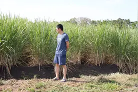 这些就是非洲当地的甘蔗，用来产糖，但是当地却总是买不到糖视频封面