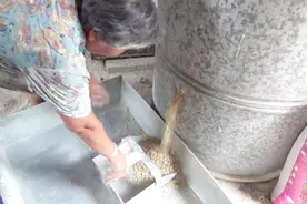 实拍：夏天粮食爱生虫，农村大妈教你一个土方法，放3年都没事！视频封面