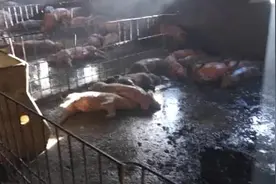 养猪场失火两百头猪被熏烤，70头死伤视频封面