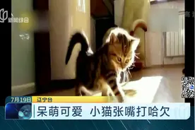 呆萌可爱！喵星人表情包！拿去不谢！视频封面