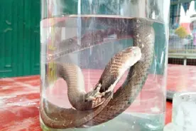 为什么蛇泡在酒里可以隔很久都不死？你知道它的休眠期吗？视频封面
