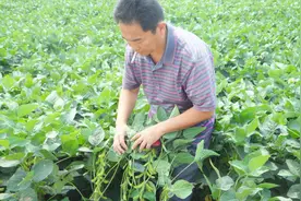 大豆控旺效果差，还能不能再打一次控旺剂？农民别再用错了视频封面