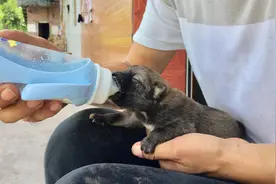小伙捡到一条刚出生的小狗，还没睁眼，立刻抱回了家，能养活吗？