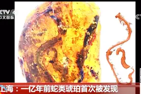 太神奇了！首次发现一亿年前蛇“宝宝”琥珀：骨骼皮肤都看得见视频封面