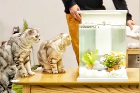 猫咪对主人新买的鱼缸充满了好奇 这馋样子太可爱了视频封面