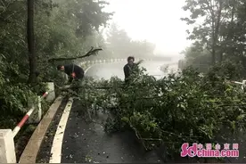 青岛市崂山区有序应对台风天气图片