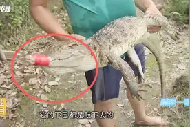 出逃鳄鱼被农村大哥抱出荷塘，下巴鼓鼓的竟发出这种声音~听过吗视频封面